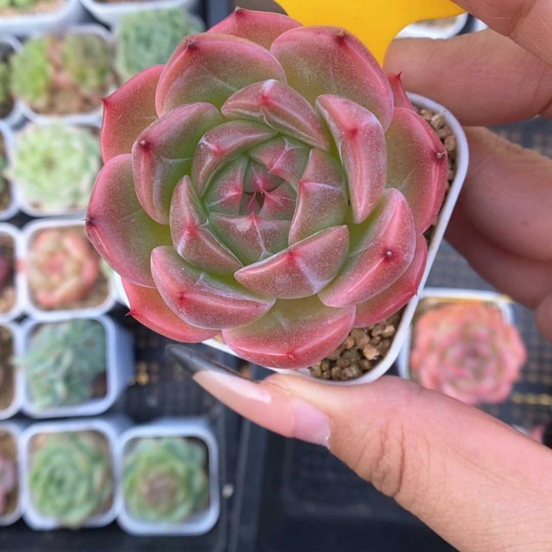 S***3熊猫珍妮754号。