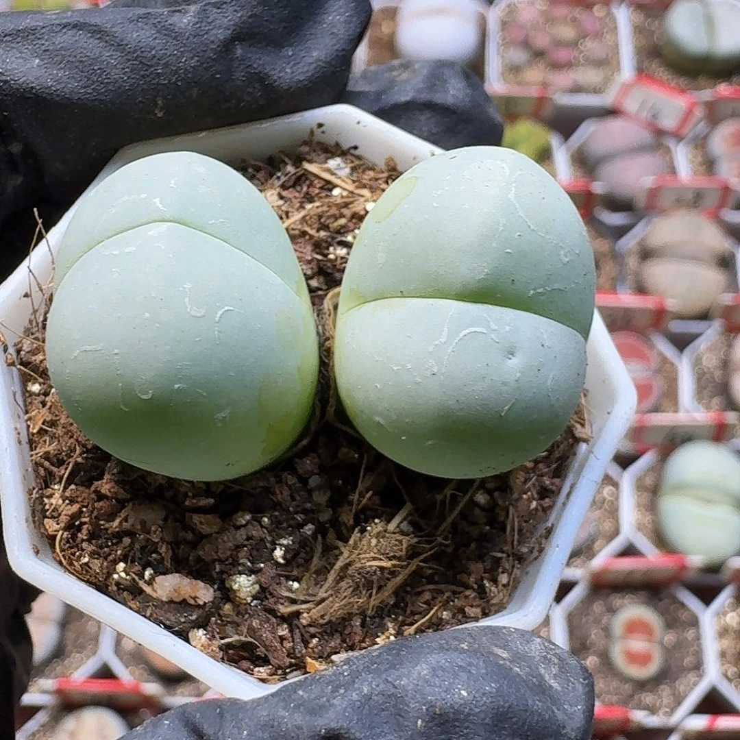 生石花22/：。在。  98