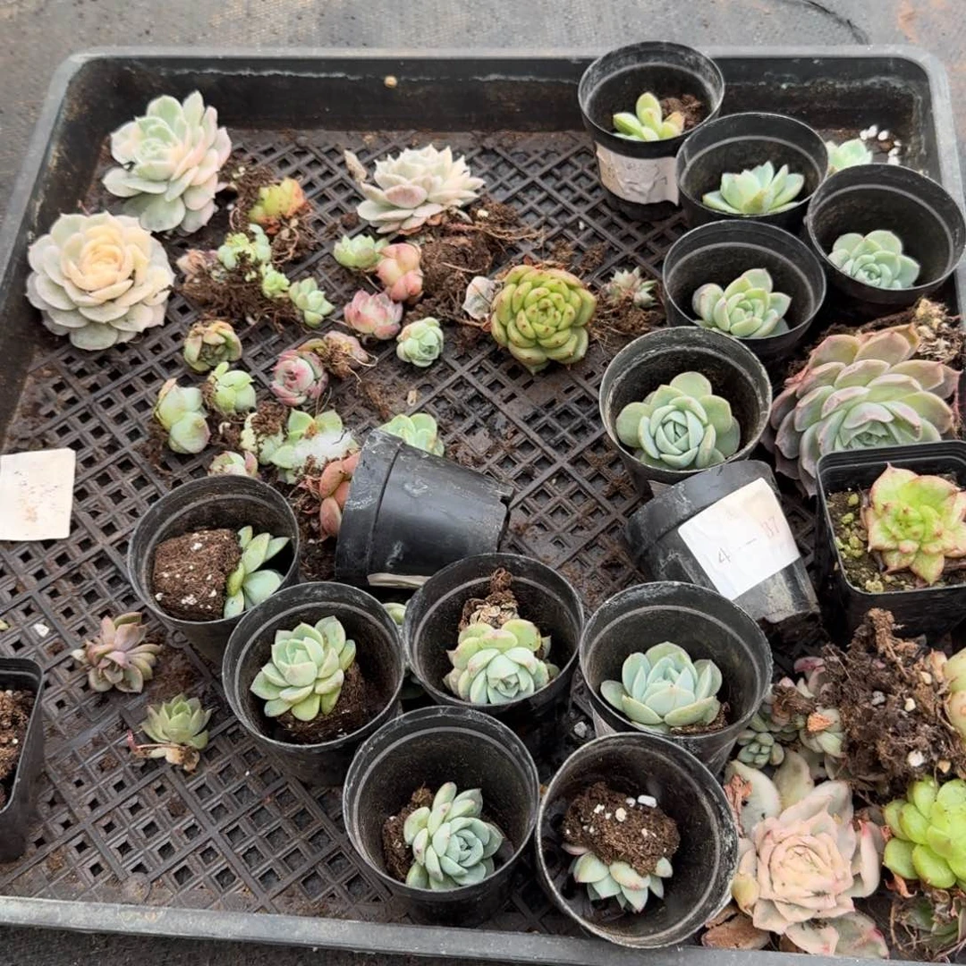 多肉杂交一物一拍18-13