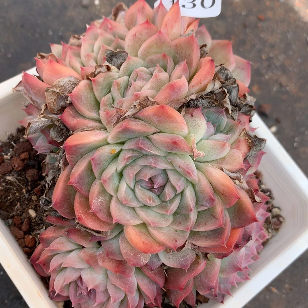 4130杂交多肉植物