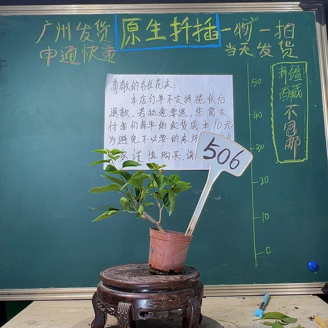 当前无花栽培后可以开花甜西瓜掌中宝 506
