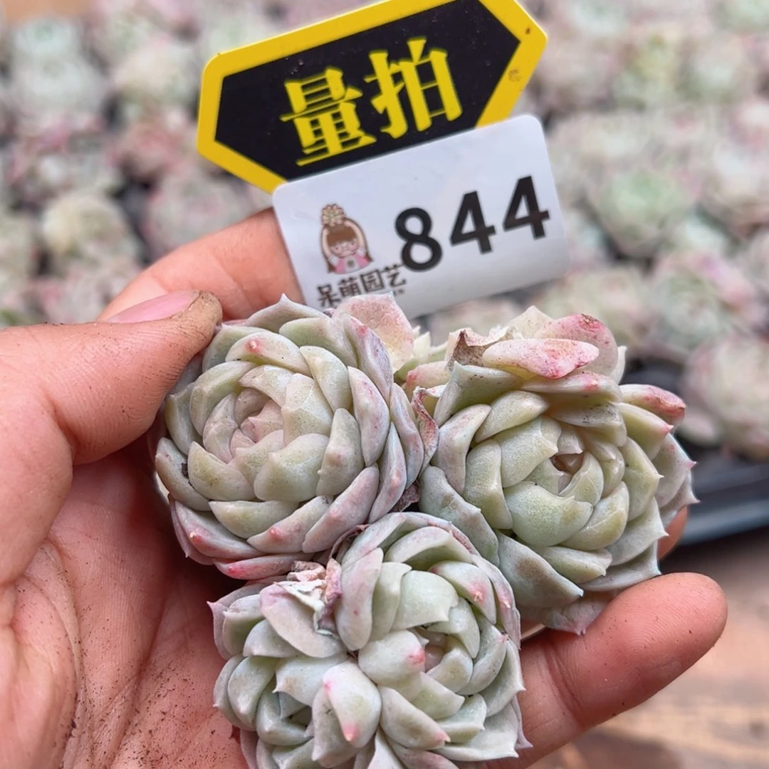 多肉植物多肉植物