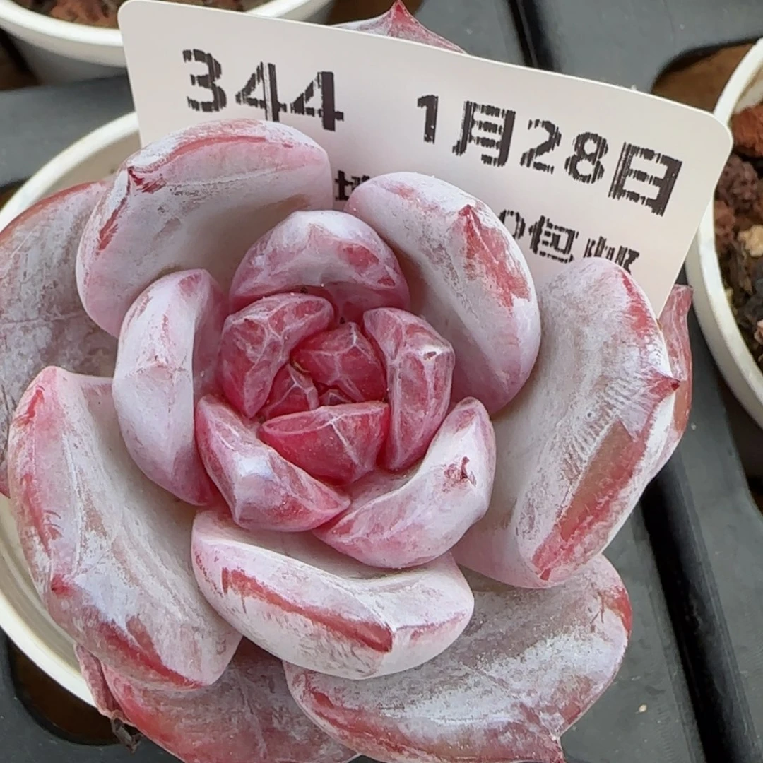 花语逸镜0128-344