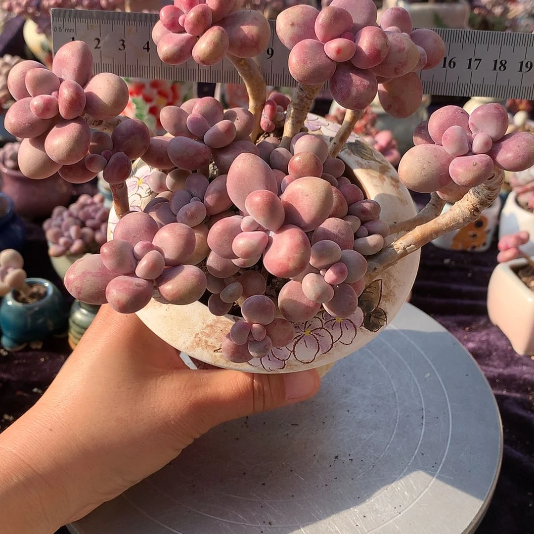 我****子50号不带盆偏远的不包邮的