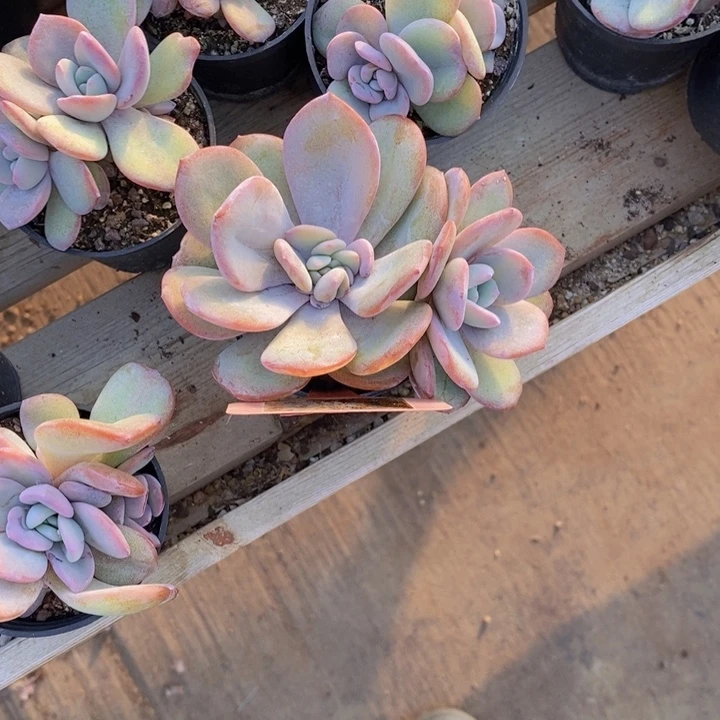 奶***咸109号韩版奶茶一颗