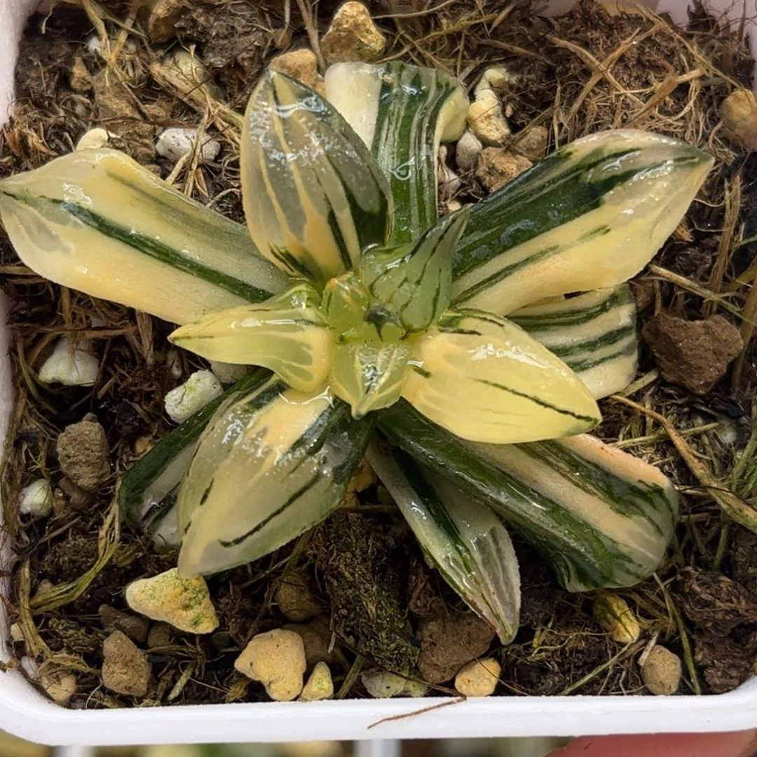 52西瓜寿锦福利专场