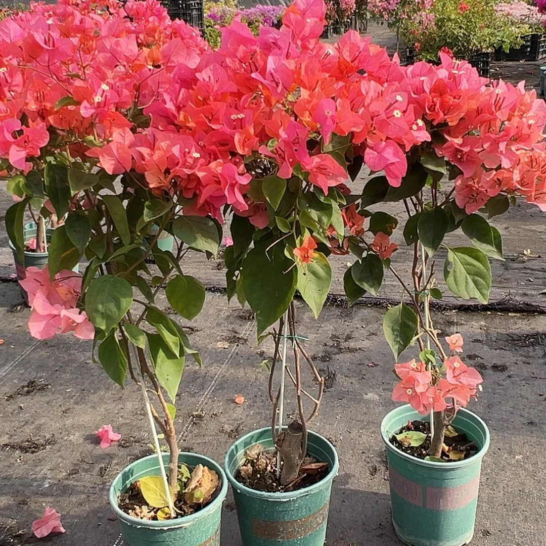 大部分花苞少量开放波妹棒棒糖带竹一棵