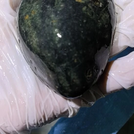 用***3有机玻璃藏玉药王石原石