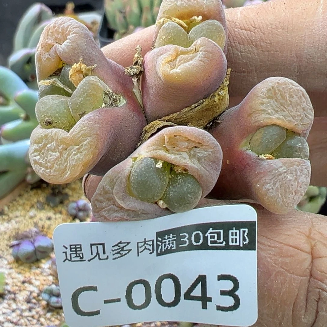 多肉植物的e 11111111111111111