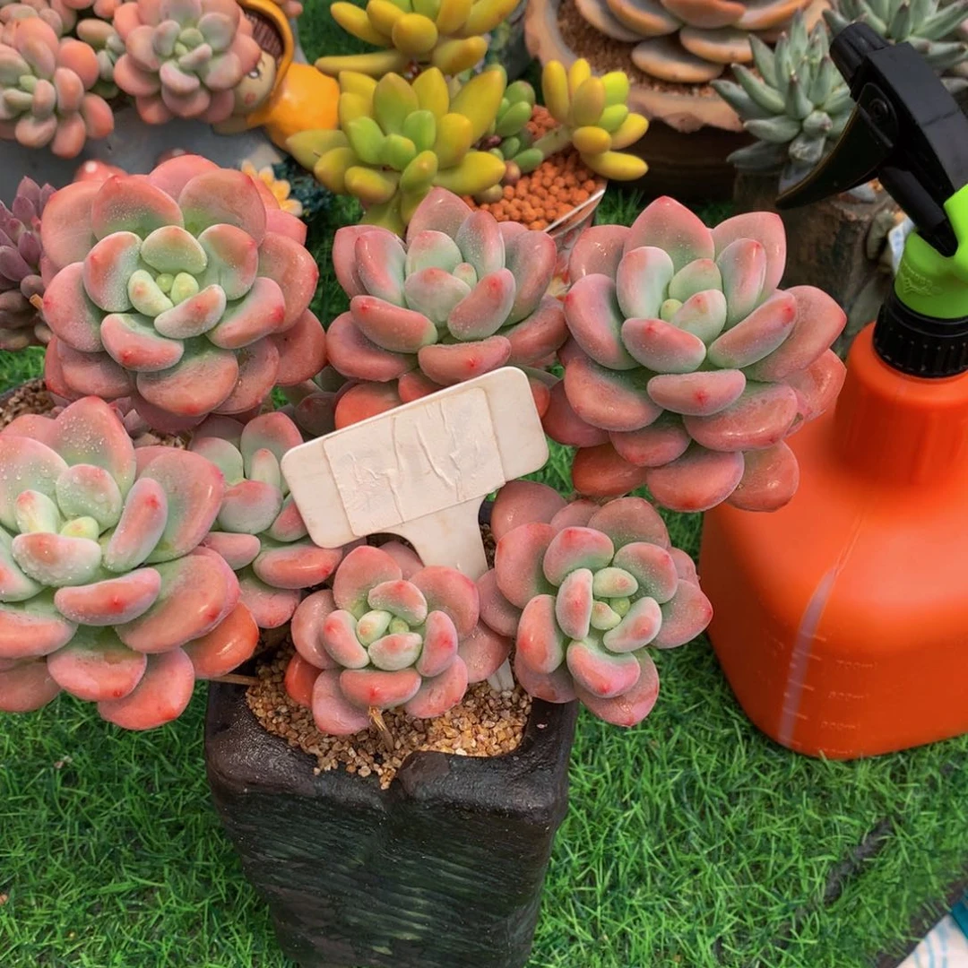 秋*~红洛神多肉植物62626