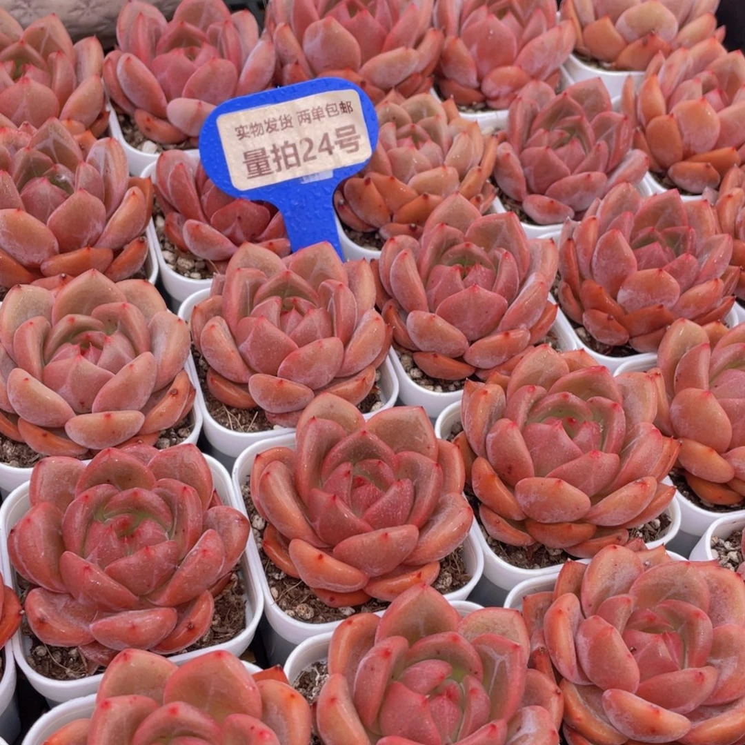 量拍24号 丸叶QQ橙单头一个