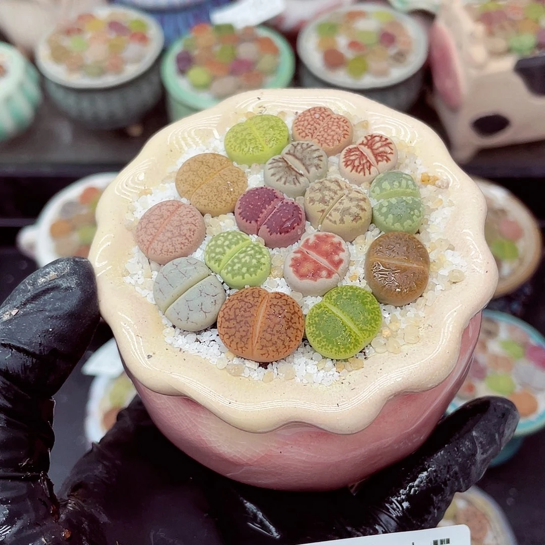 生石花满18包邮0924-215