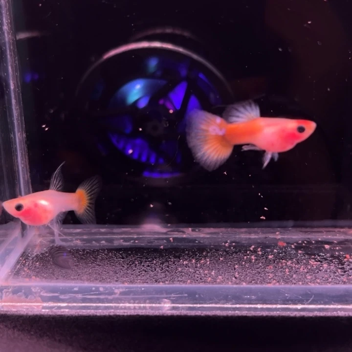孔雀鱼日落红头玻璃猫大C1对