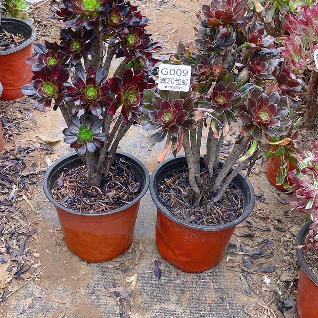 随**的09组合多肉小损不包