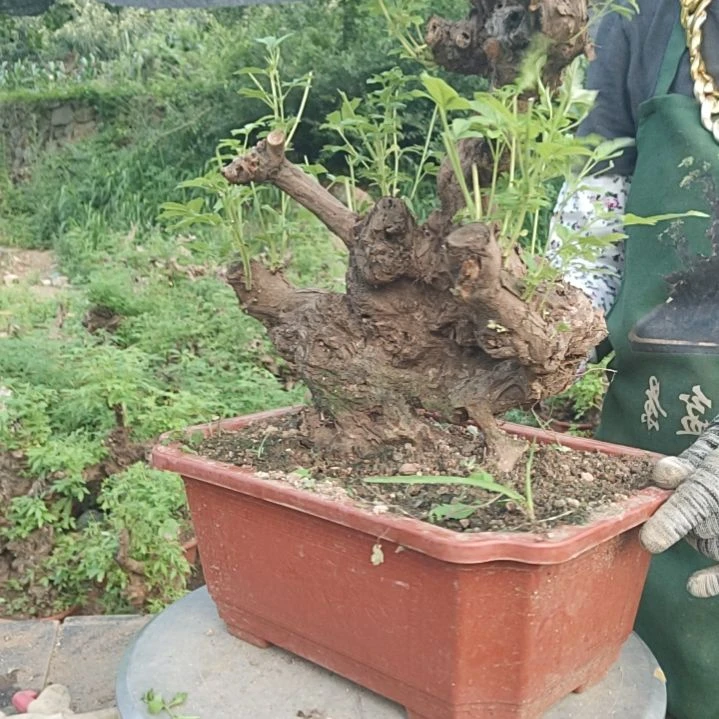 王***刚当前无花栽培后可以开花