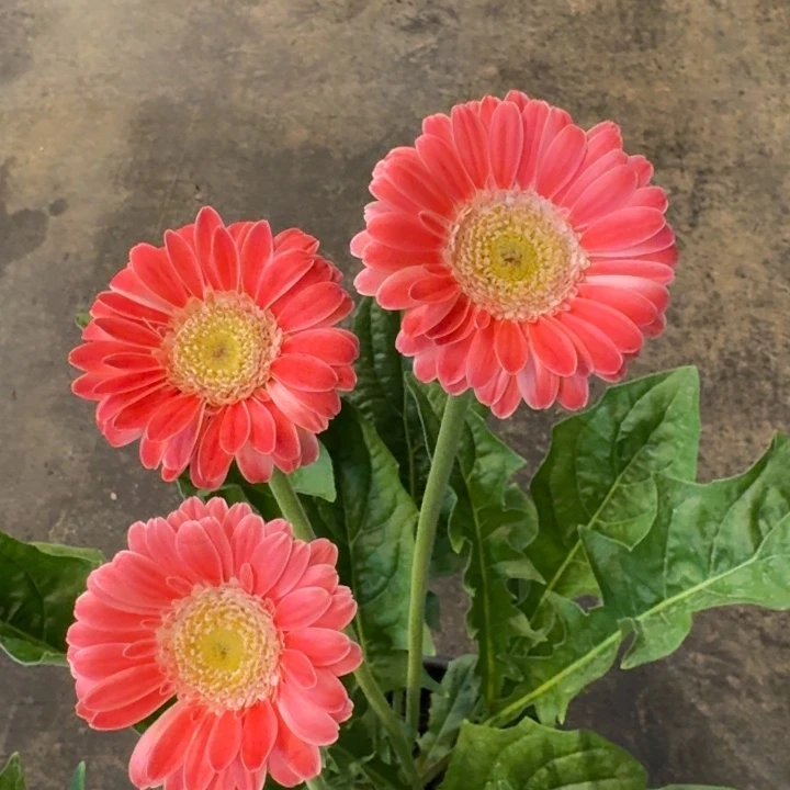 一加仑软盆非洲菊/芭比