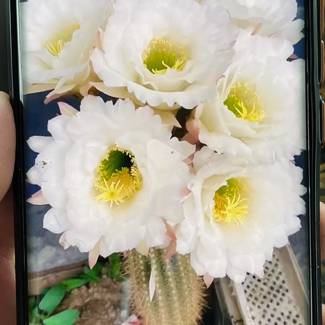 毛冰糖心侧芽 歪 满20包邮5公分