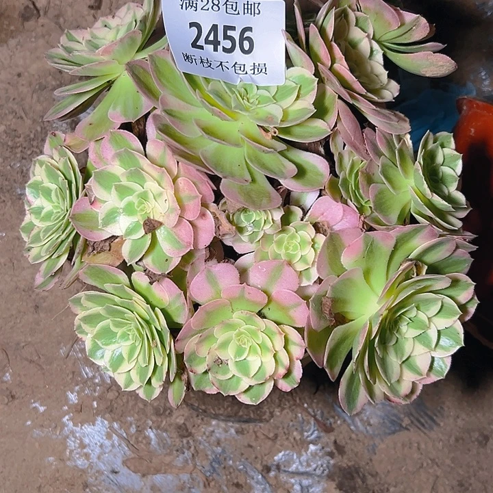 2456海仙多肉植物保护