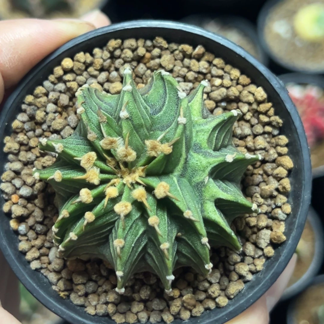 实生缀化肋骨带盆土发货9