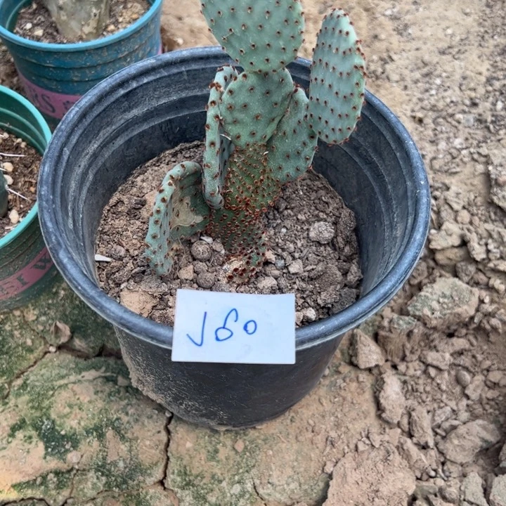 姐***闹J60红太古仙人掌一刻15