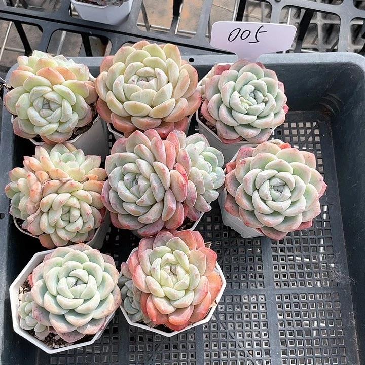 薇薇安园艺多肉005