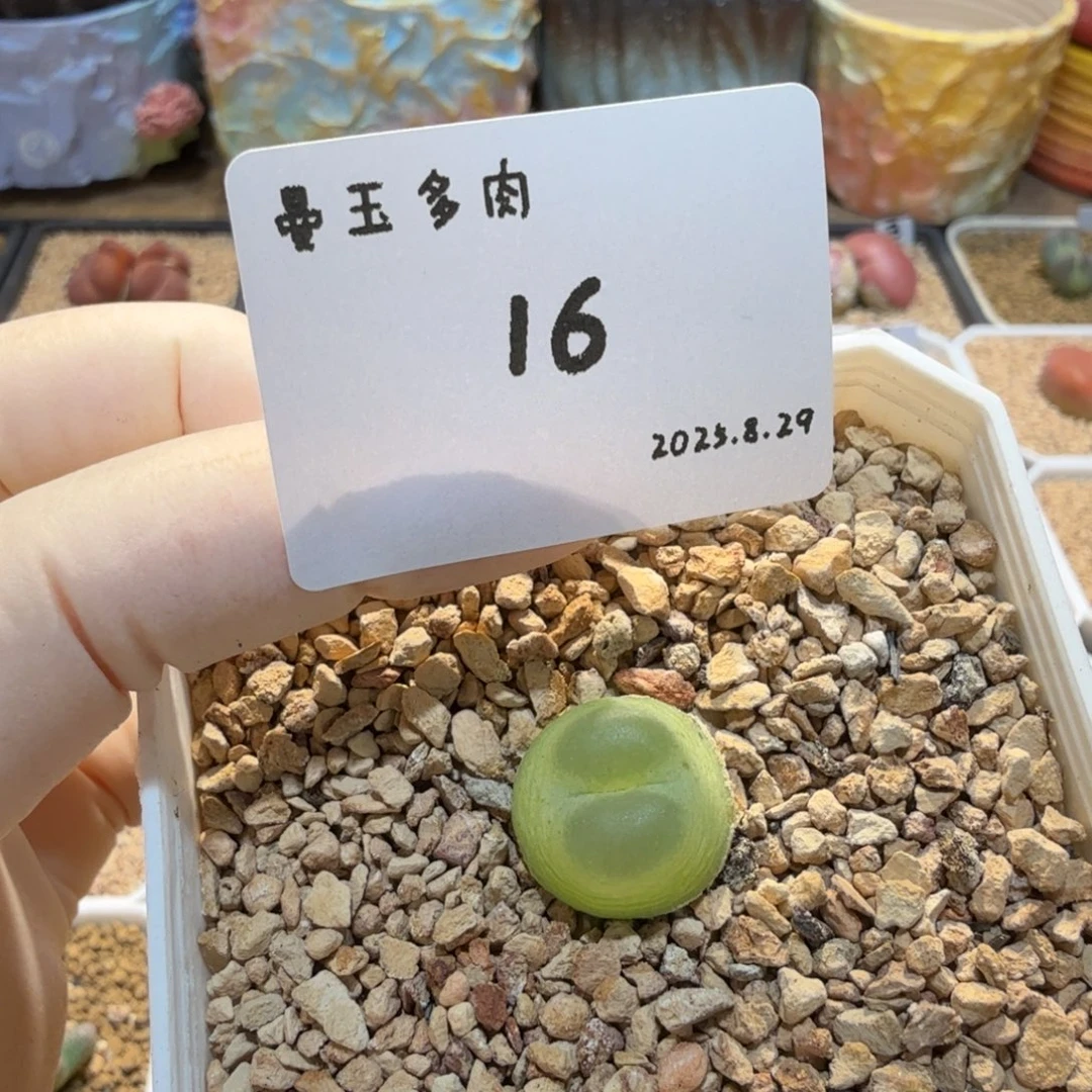 多肉多肉多肉8.29-016