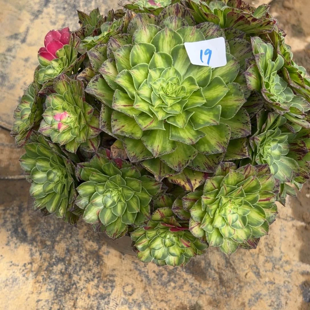 19知否多肉植物系