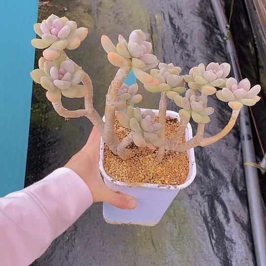 839多肉植物老桩