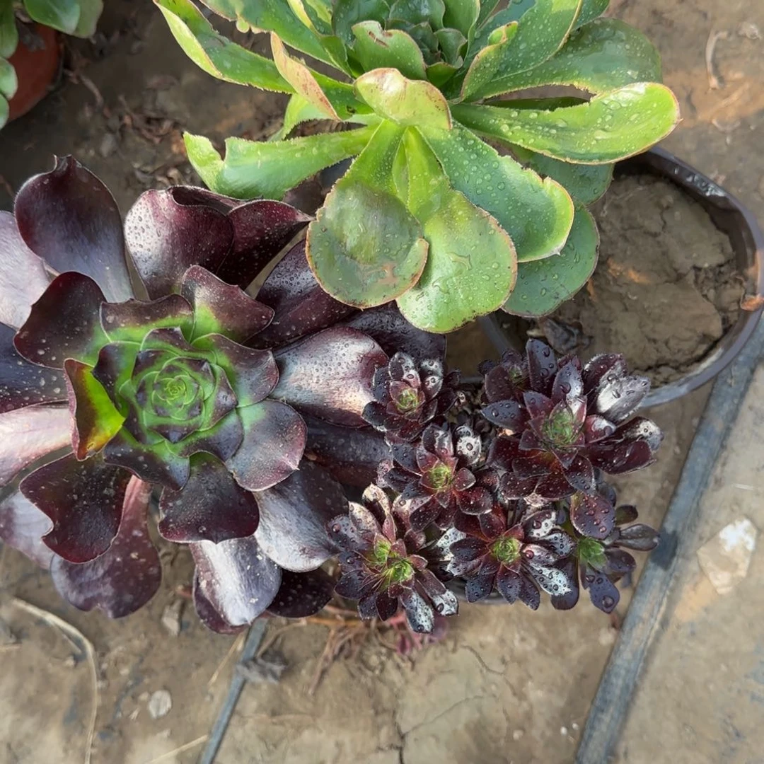 多肉三棵一组满20包邮断枝不包