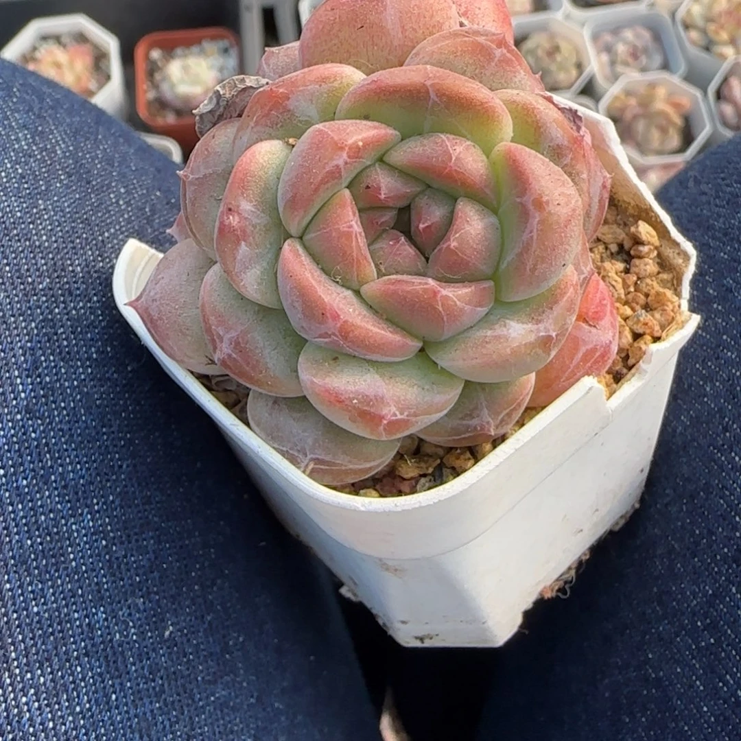 多肉小卡拉米糖心一物一拍