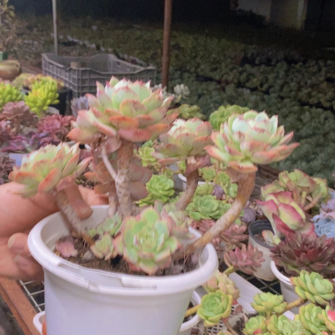 克罗地亚玫瑰大盆