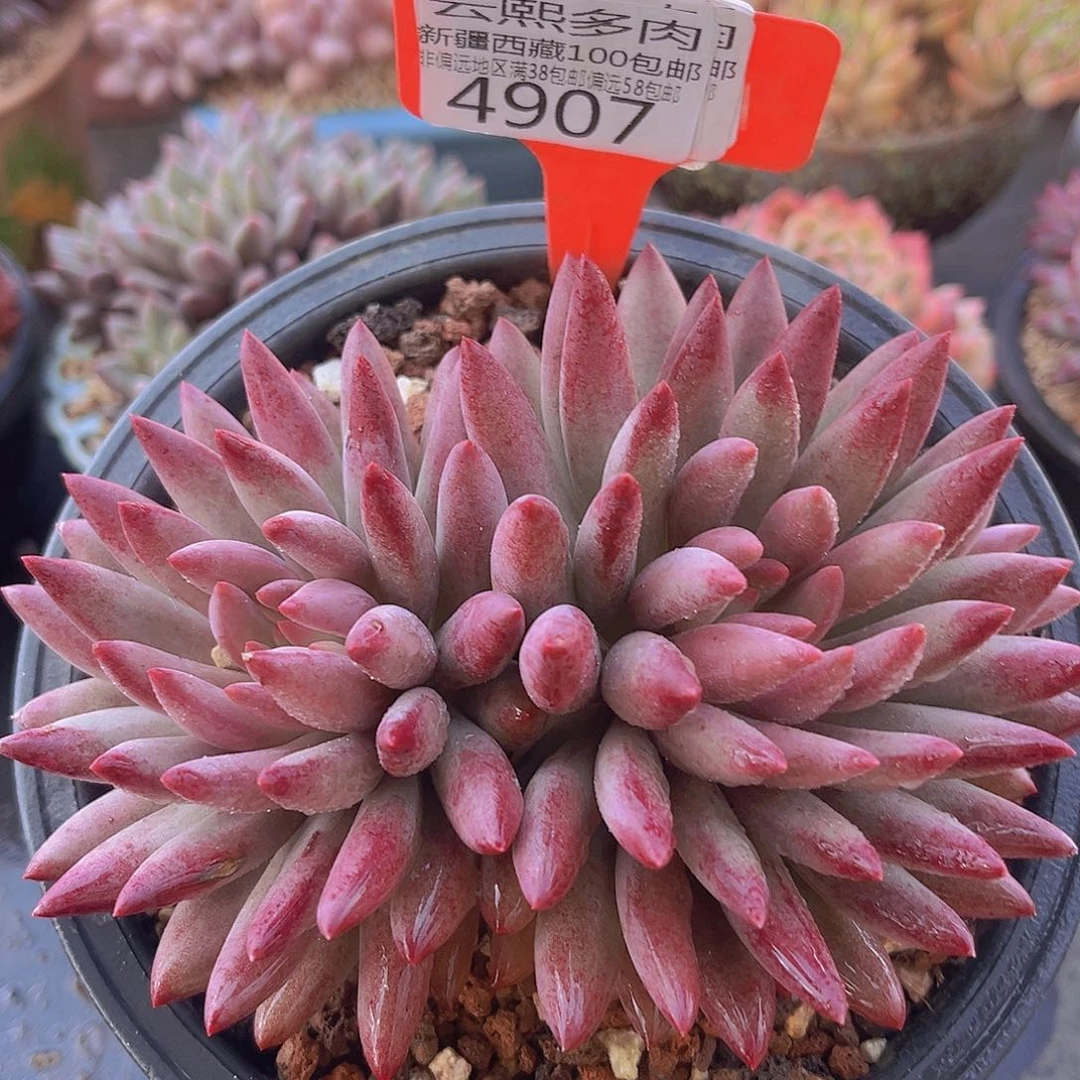 4907虞美人多肉植物