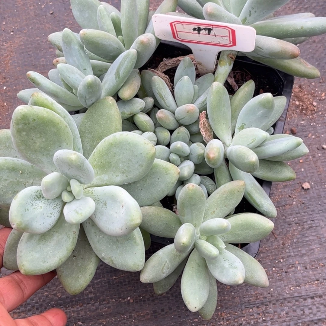 白兰地多肉植物49