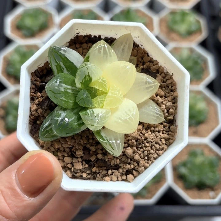 苏州玉露锦多肉植物