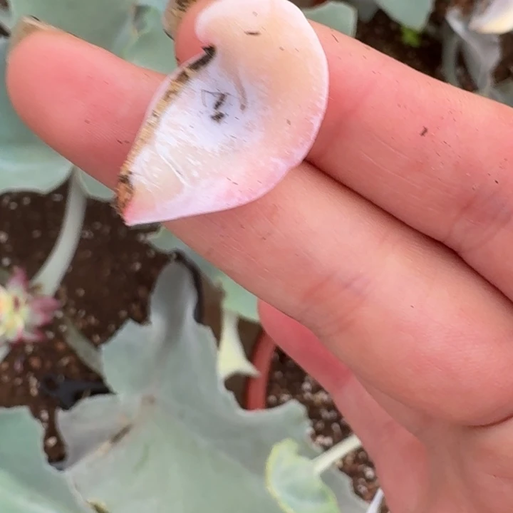 芭蕾舞者一物一拍