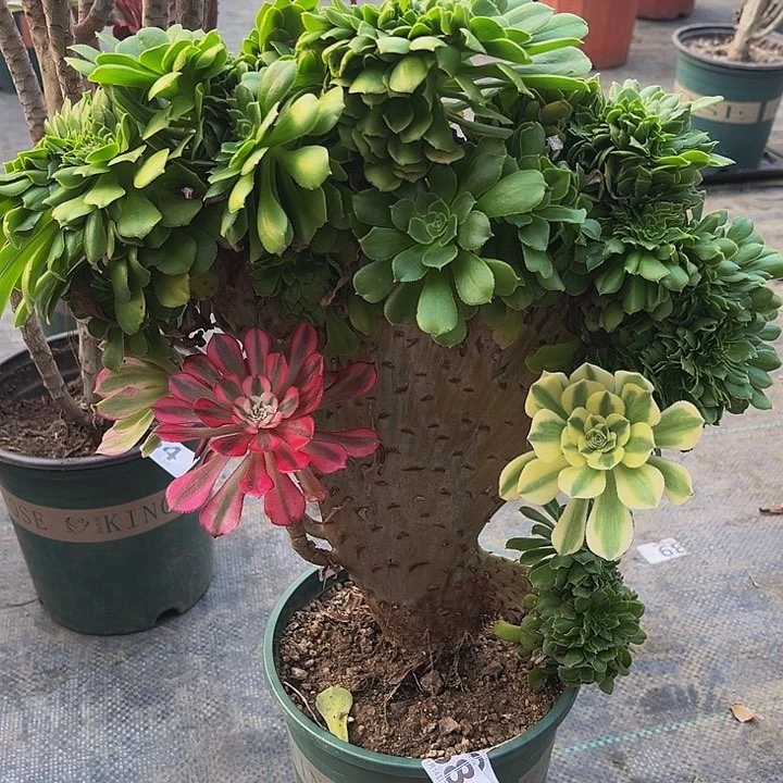 嫁接法师缀58一物一图