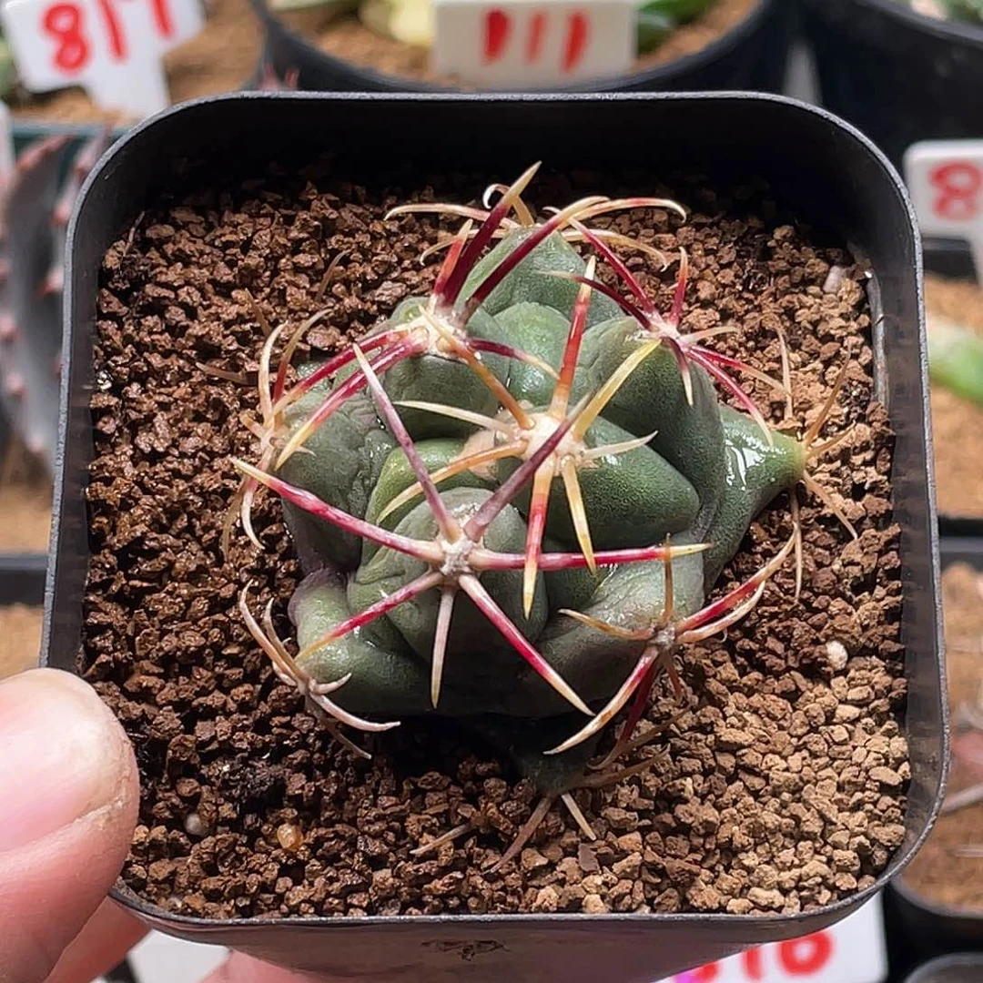 狂刺绯冠龙仙人球 带盆土包邮