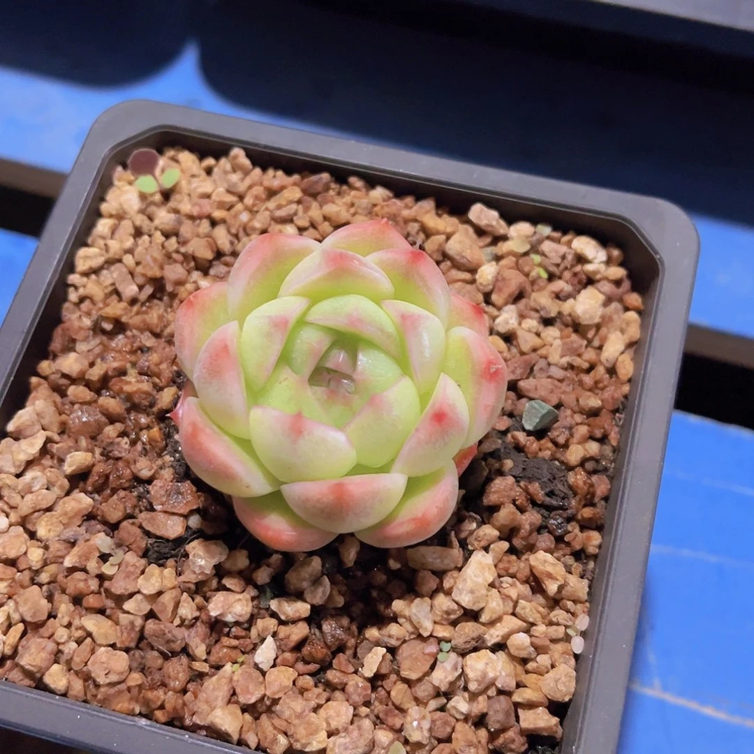 拒**虑珍妮，多肉植物，