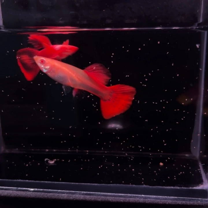 孔雀鱼埃尔金红耳1对