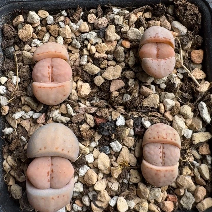 ?K368粉白寿丽二代三年