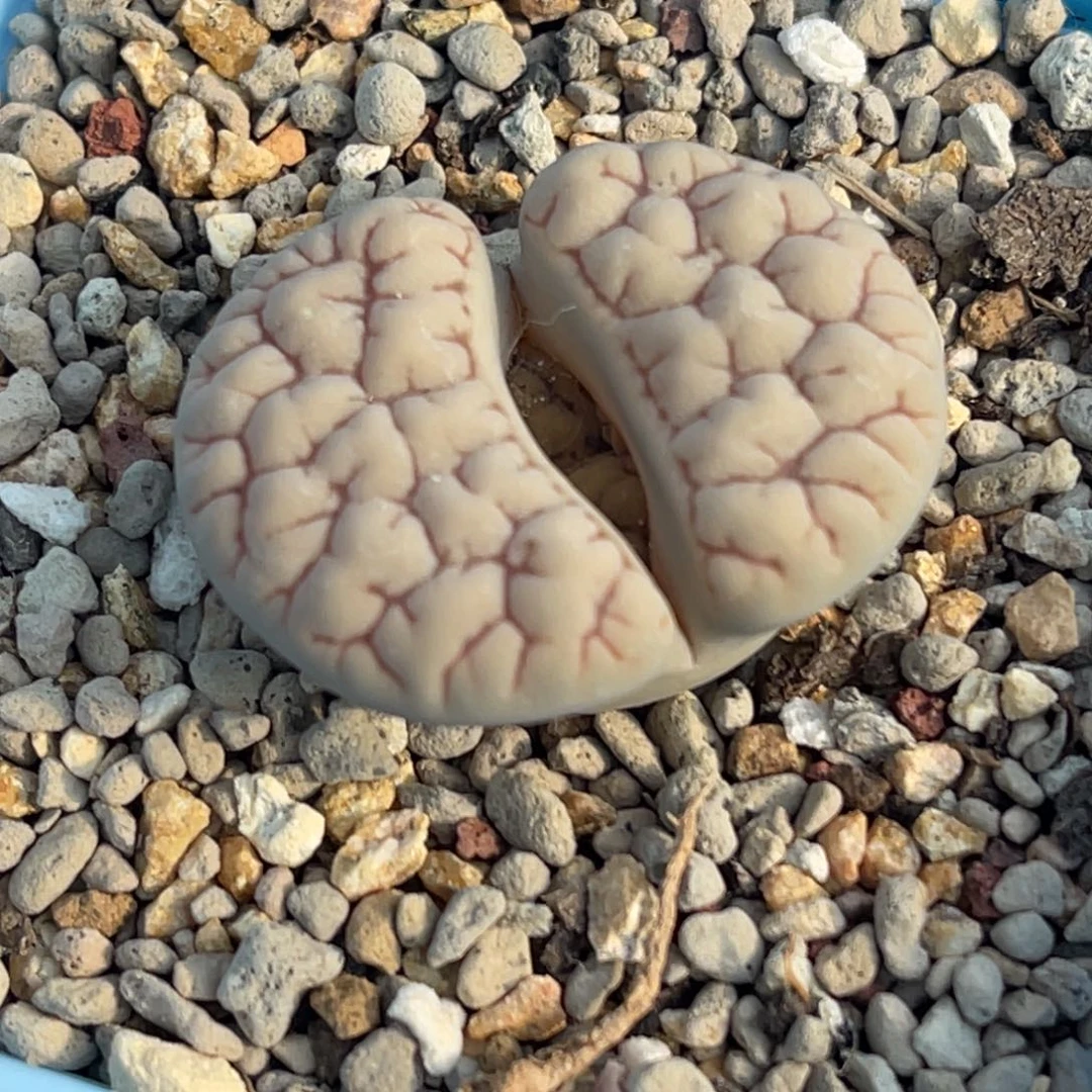 7879凹凸脑纹189一颗