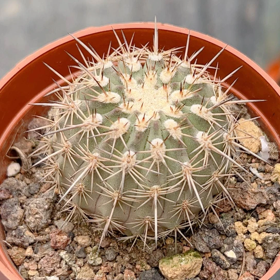 实生 伊须罗玉仙人球