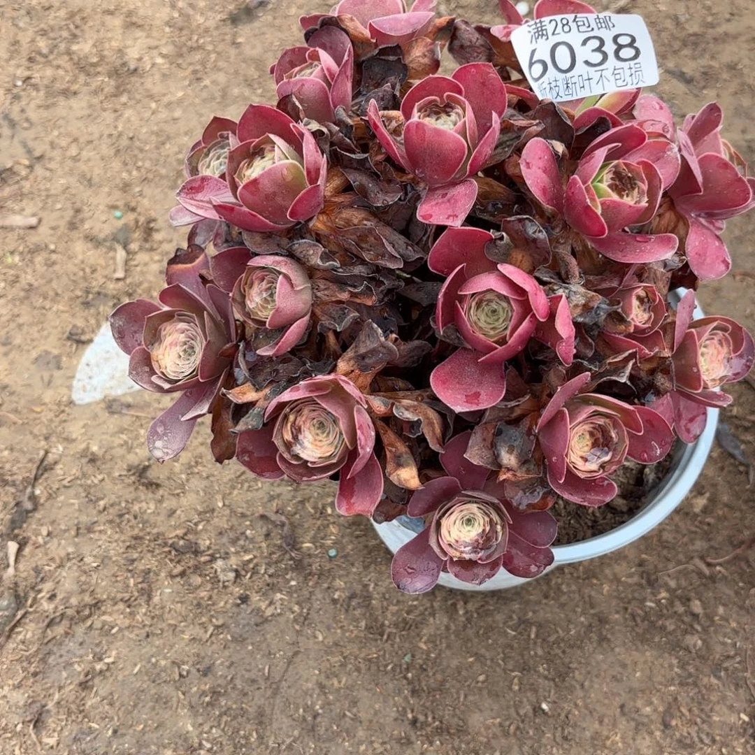 M. 6038美丽玫瑰多肉1baa