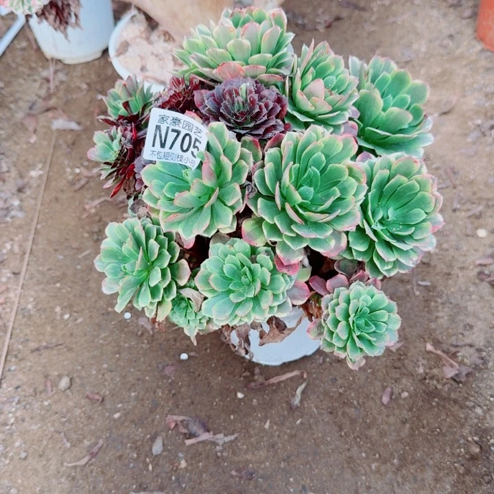 705莫兰迪官服22左右2