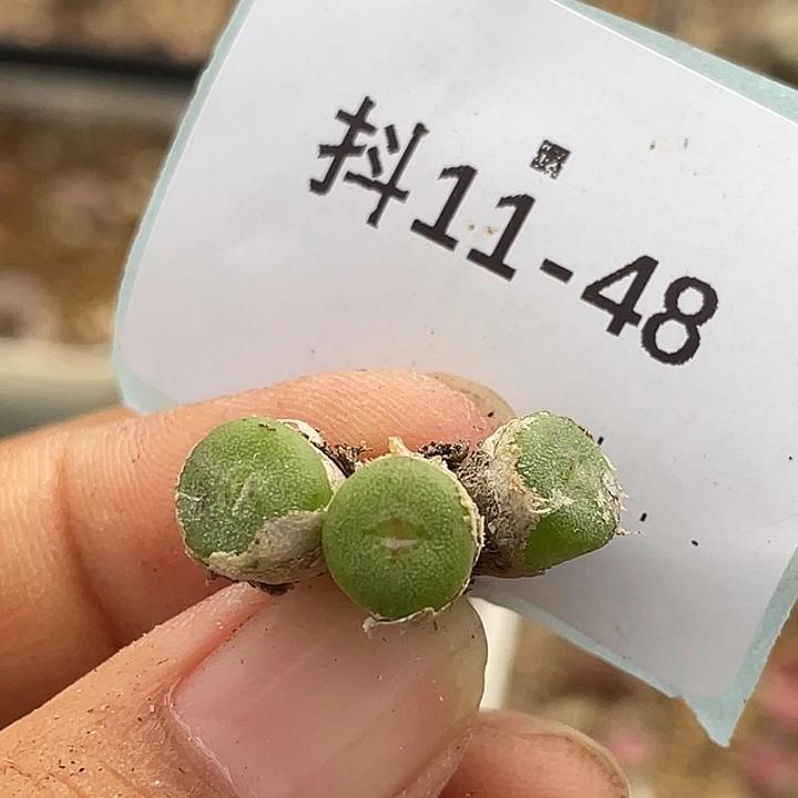 11-48肉锥ob钮扣多肉植物
