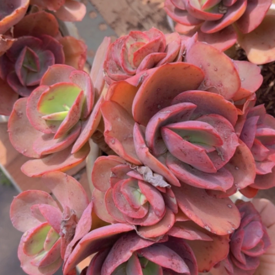 【闪购商品】初吻09134