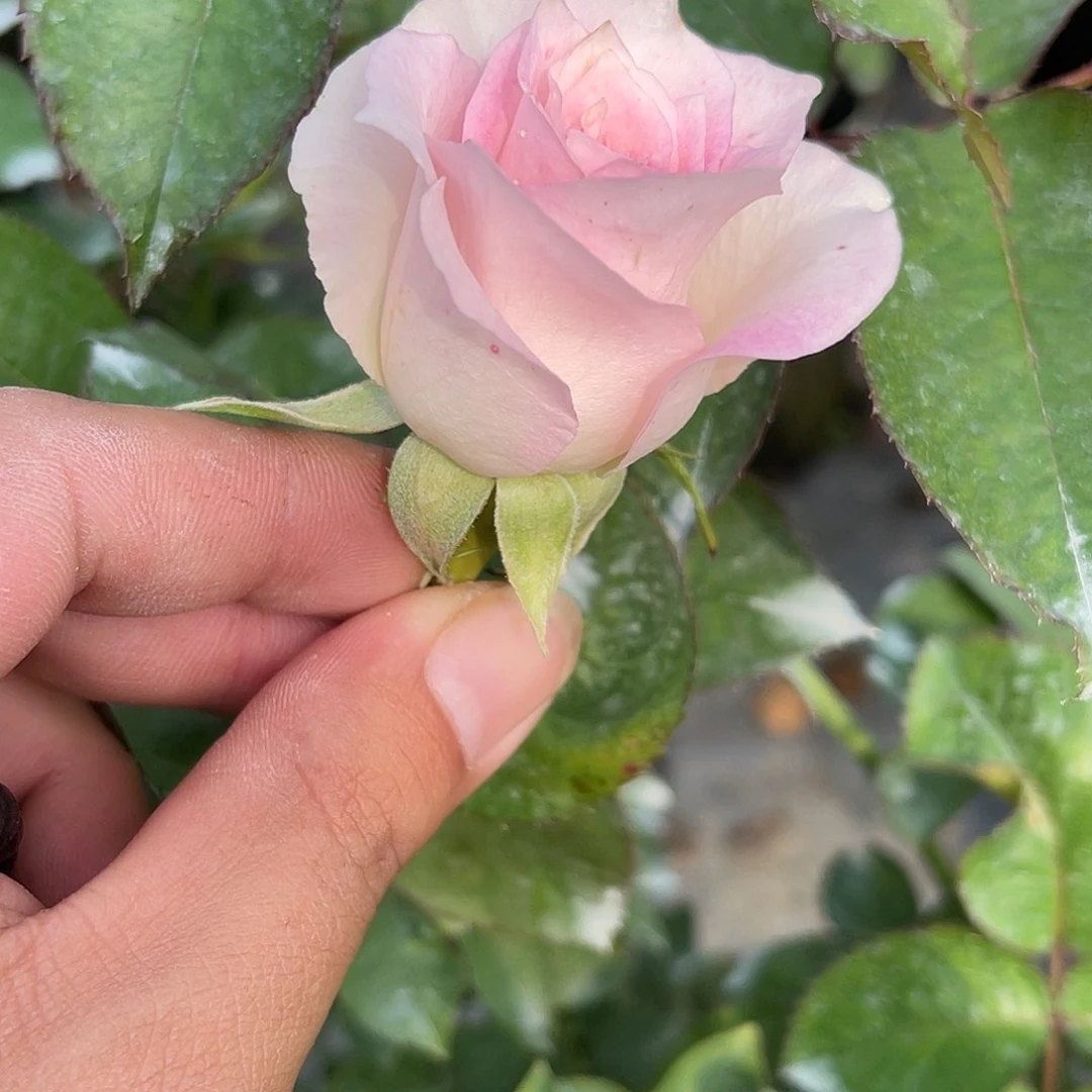 无花朵———女孩 福利款