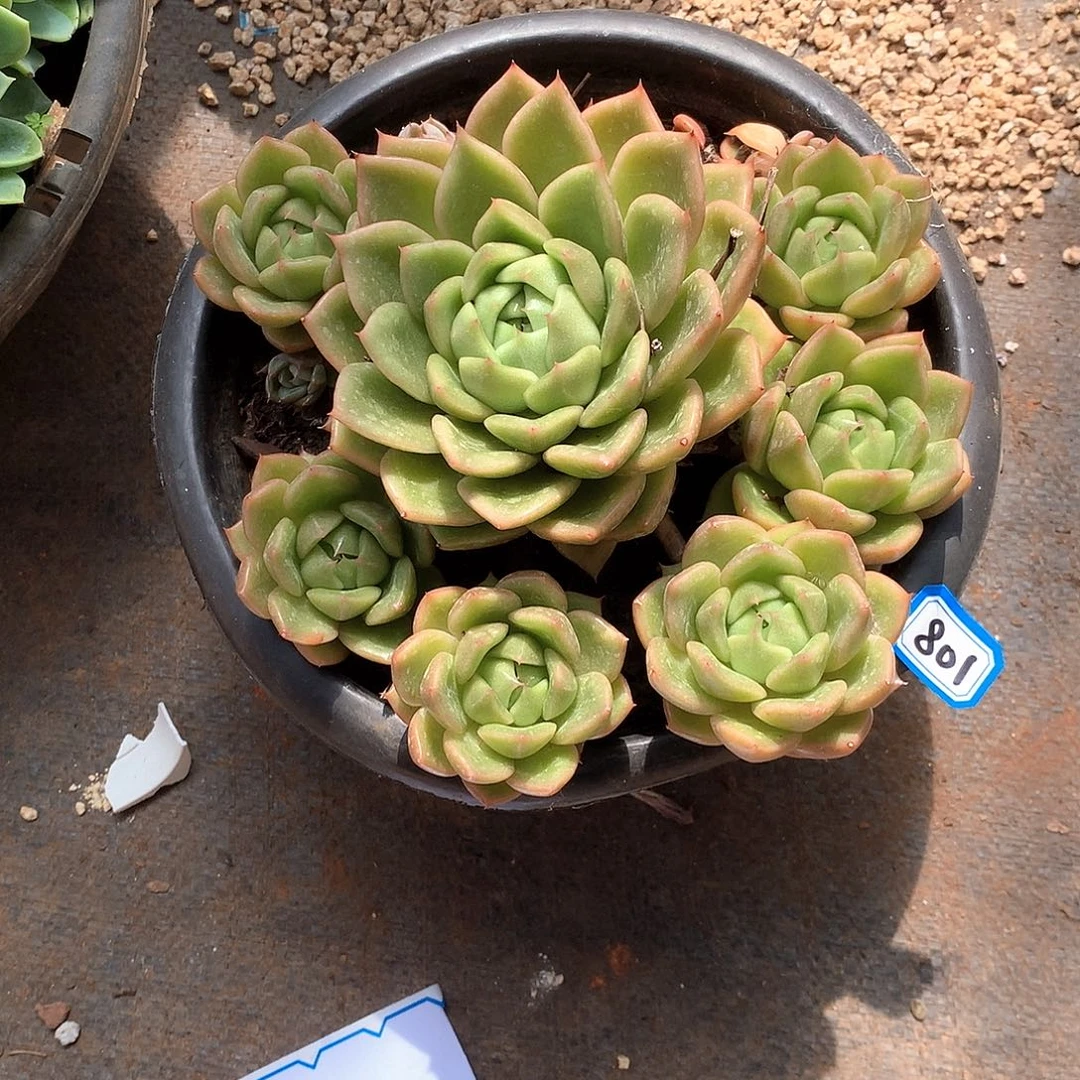 801白玫瑰 一物一拍多肉