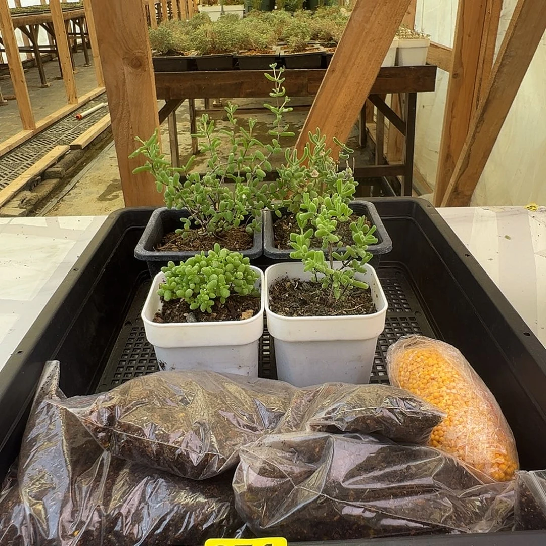 枝干番杏多肉植物371