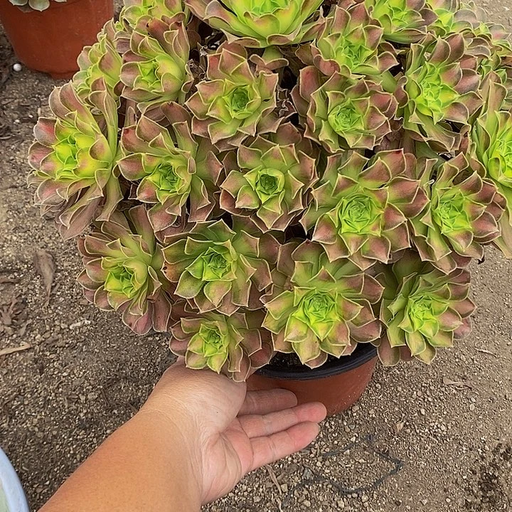 多肉植物韶华156多肉